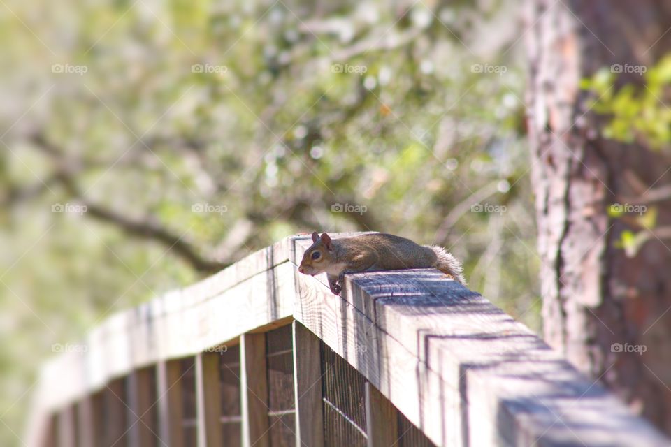 Squirrel basking