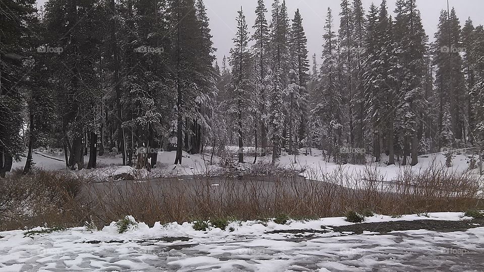 frozen lake in a snowy Forrest, a winter Wonderland.