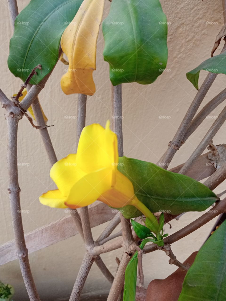 beautiful yellow🟡 morning glory flower🌺🌻🌹🌷