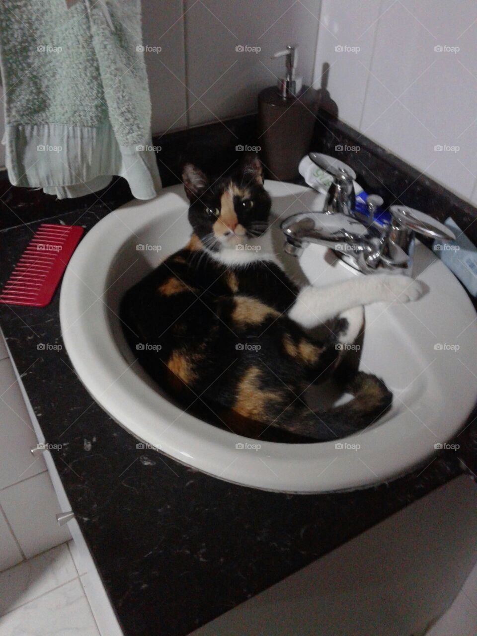 Gato descansando . En lavamanos 