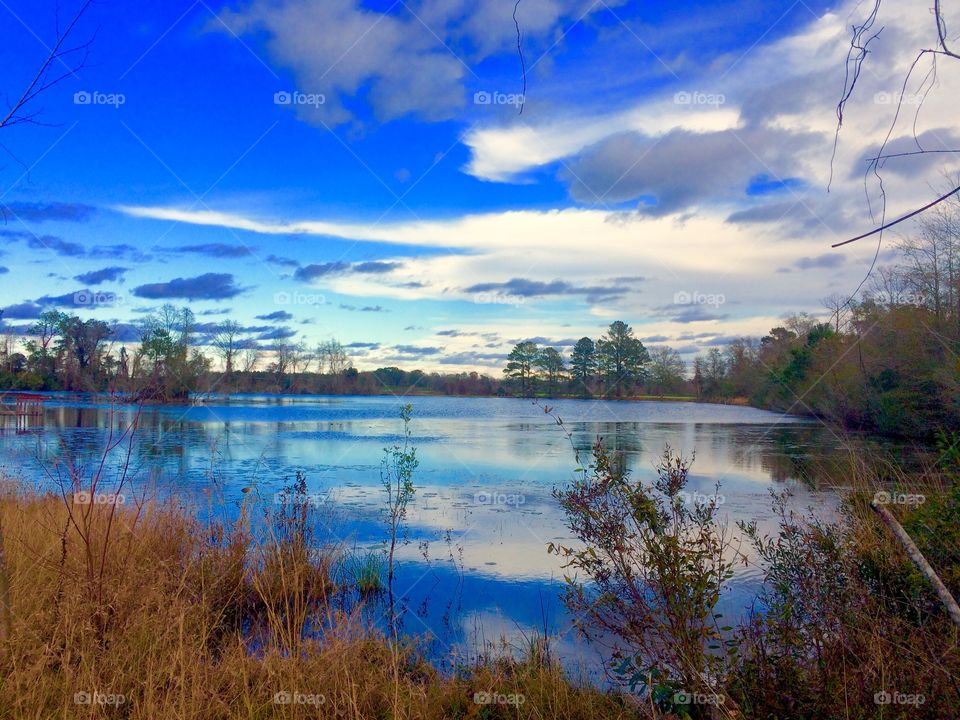 Pond view