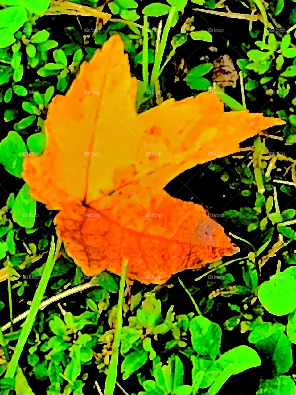 Leaf painting 