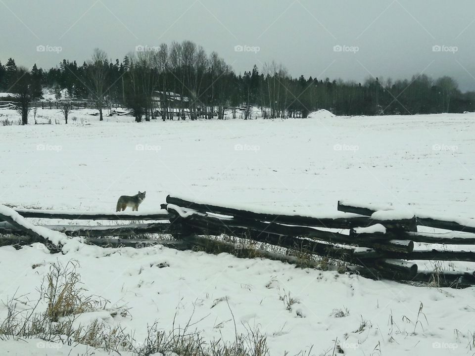 Coyote, Tatla Lake