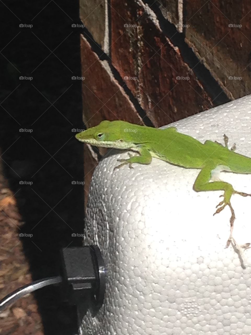 Hey there. Lizard sunning