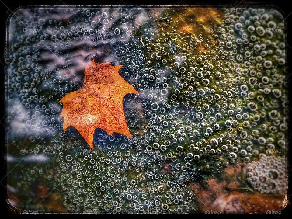 Leaf floating by in a creek. 