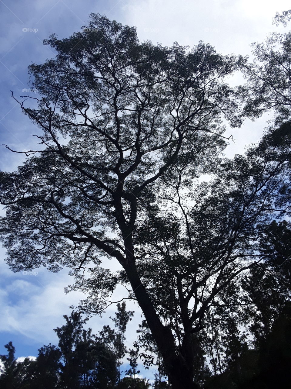 this is picture of big beautiful and attraction location. tree with a spreading crown. background is most beautiful sky.