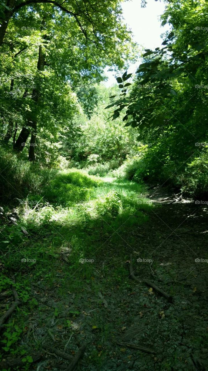 Wood, Nature, Leaf, Landscape, Tree