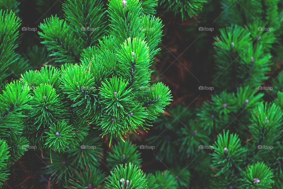 pine tree