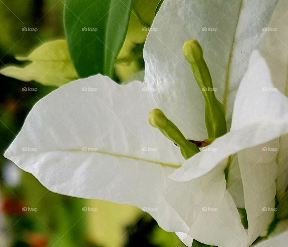 My white plant portrait