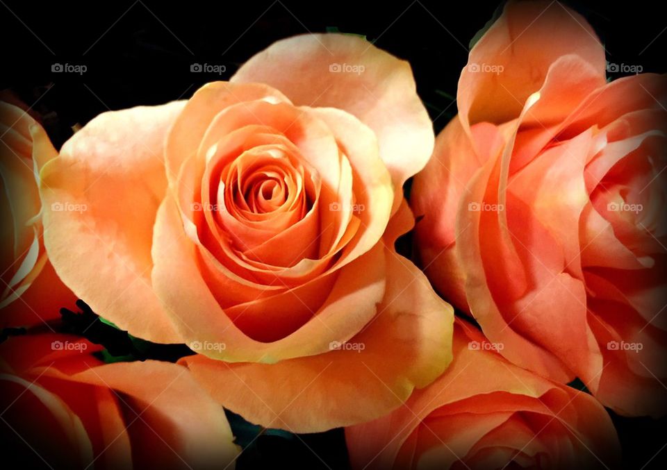 Peach roses