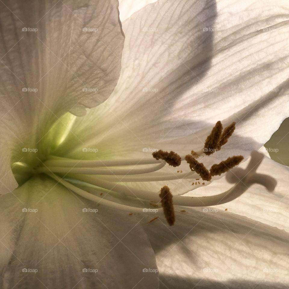 Amaryllis