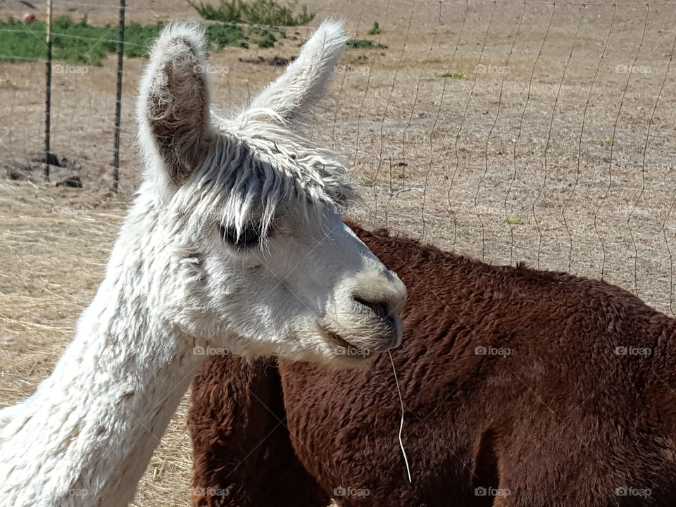 Side view of white alpaca