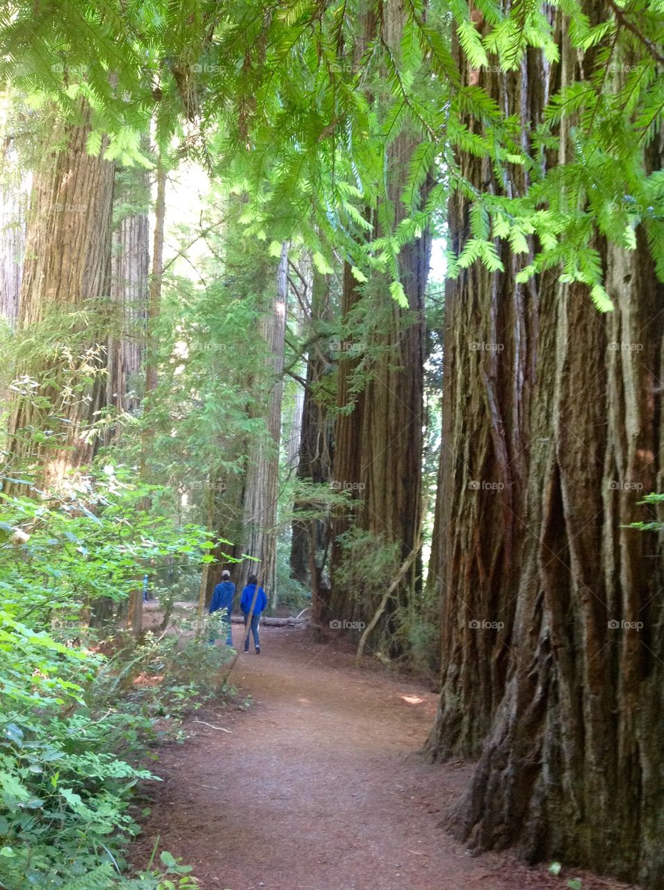 Stout Grove Redwood State Park
