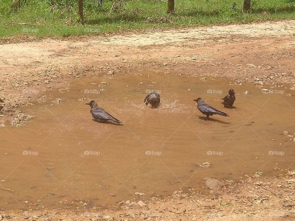 Birds Cooling Off.