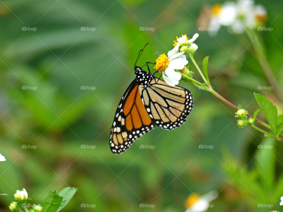 This is spring! Things are coming to life. A time of rebirth, renewal and awakening. A Monarch butterfly is feeding on daisy flower for nectar