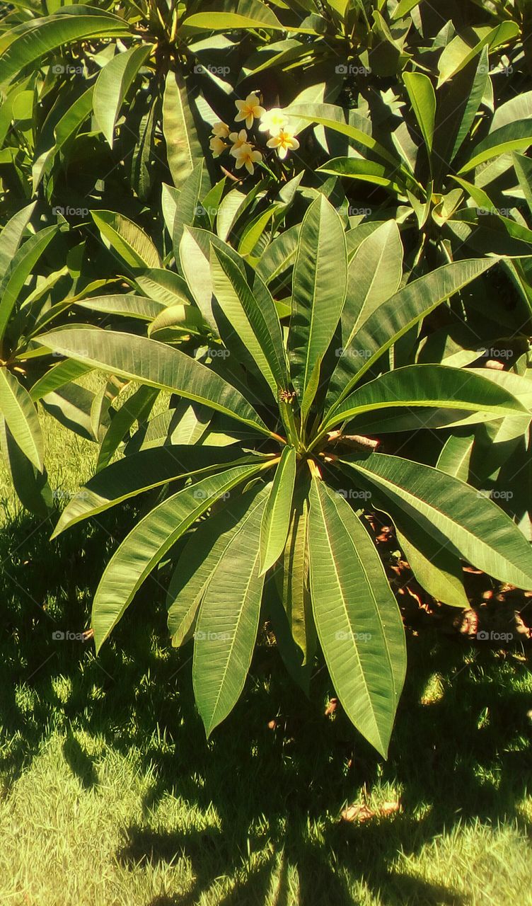 Wheel of green beautiful bright leaves of 
Plumeria tree in sunny day of summer.
Perfect natural symmetry in nature.