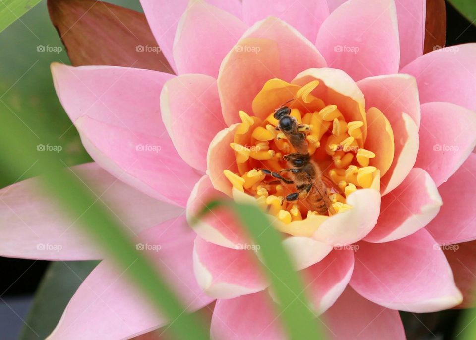 Lotus &bee 