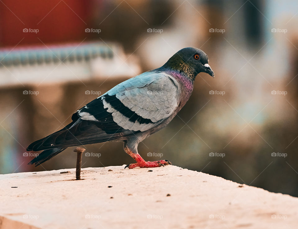 Bird photography - dove - Perching