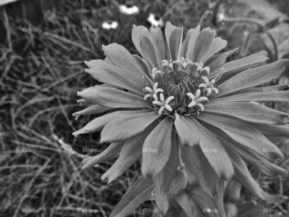 Black and white flower 