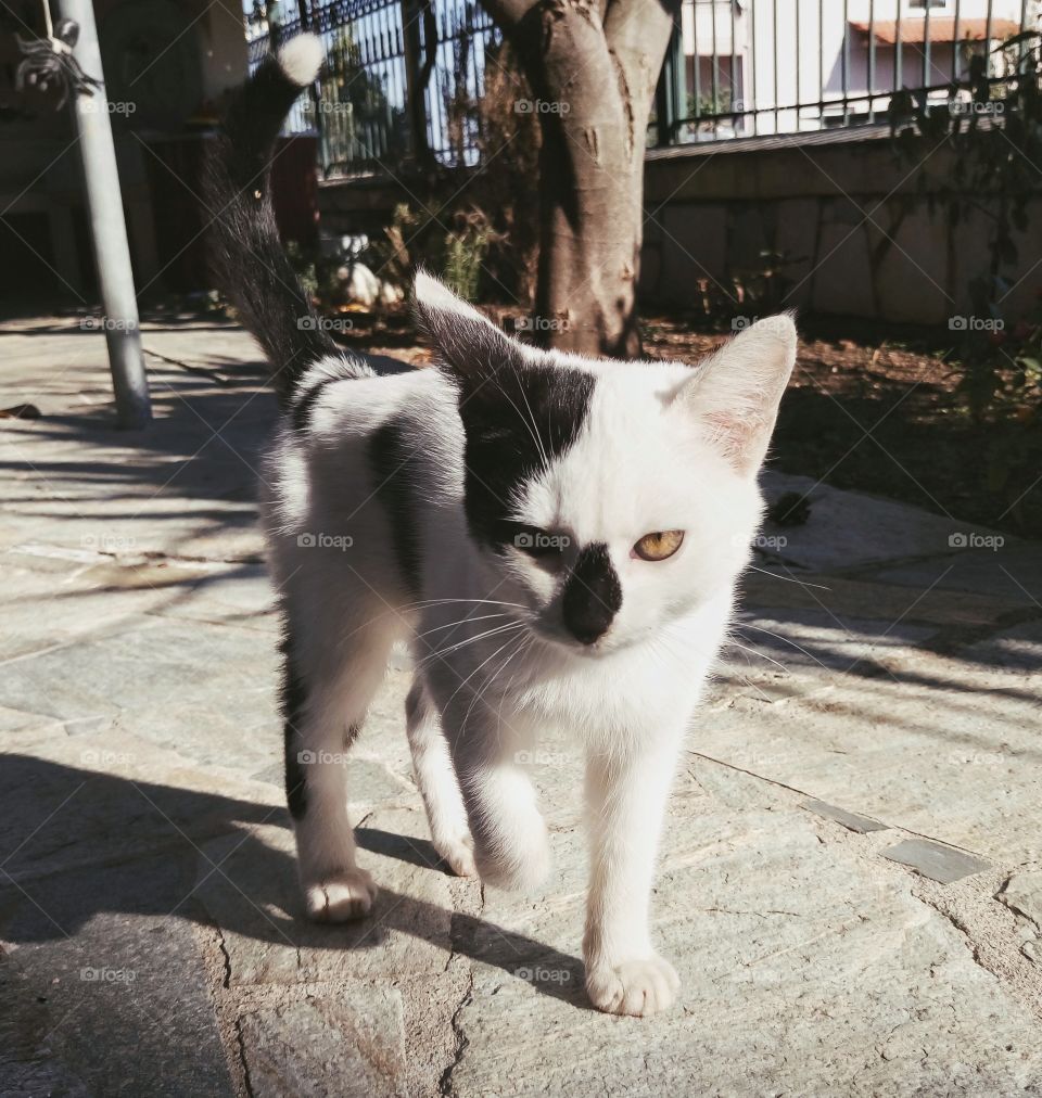Angry cat