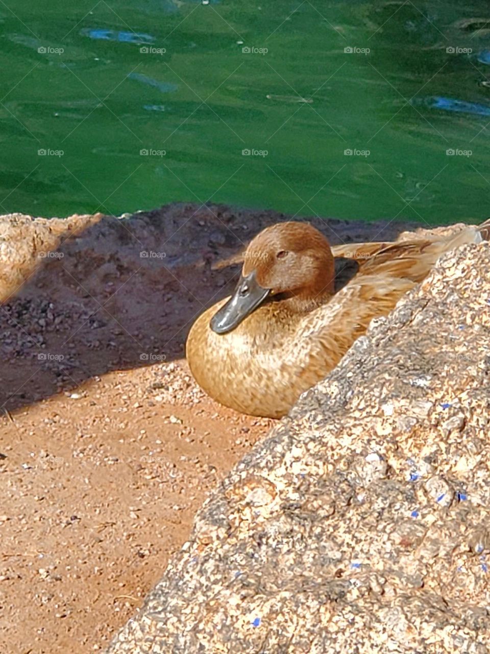 Duck Sitting in Sunshine