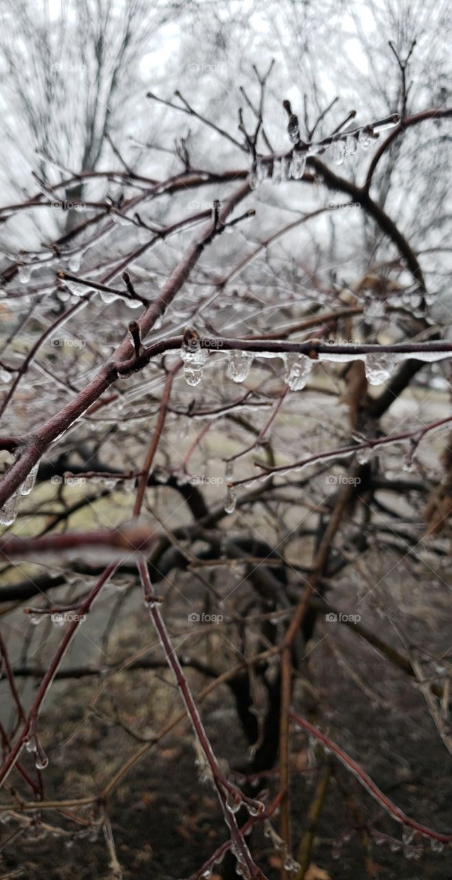 ice on a branch