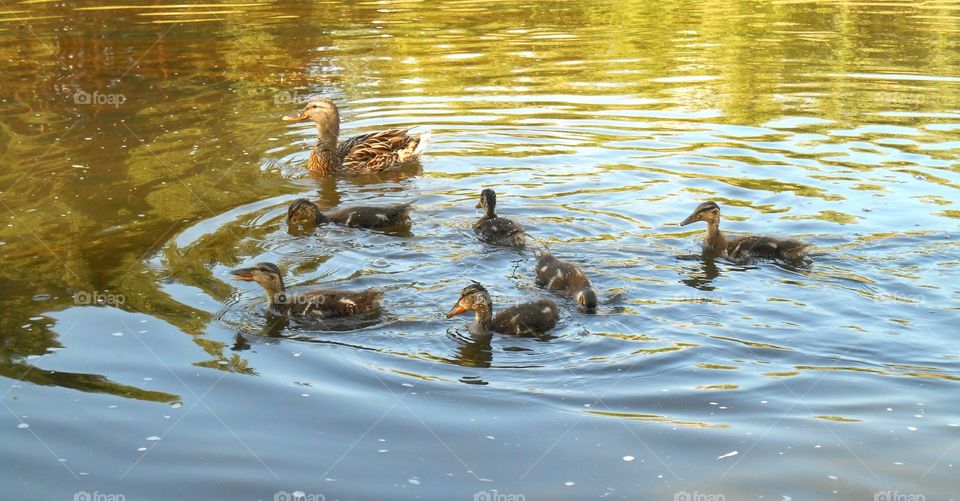 Duck, Water, Pool, Bird, Lake