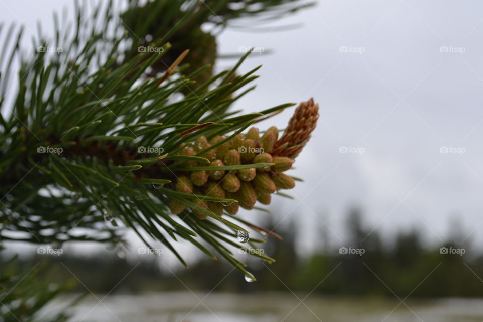 Rocky Mountain forest in spring, first of the budding pine cones on spruce tree in Rocky Mountain forest 