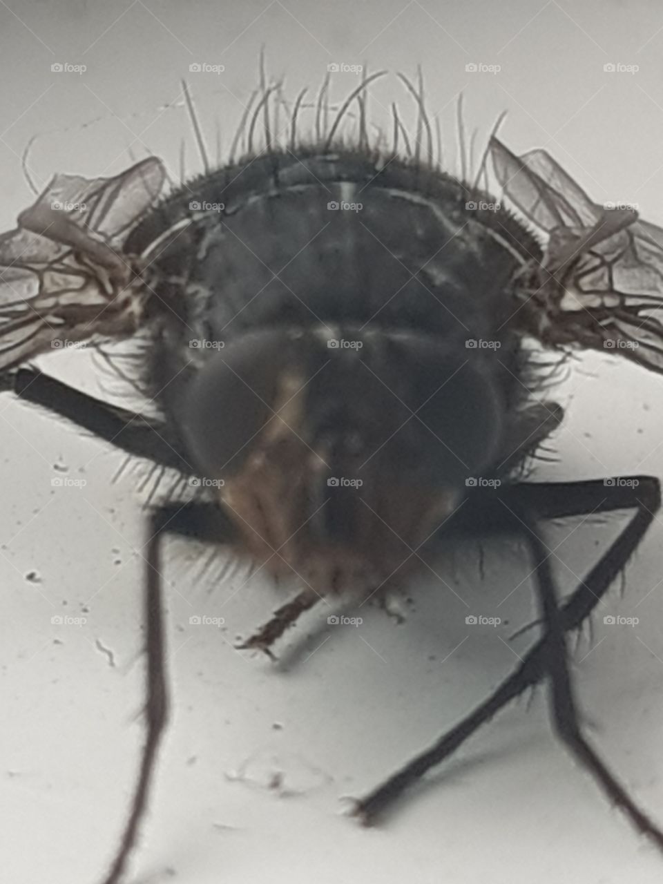 macro bluebottle fly