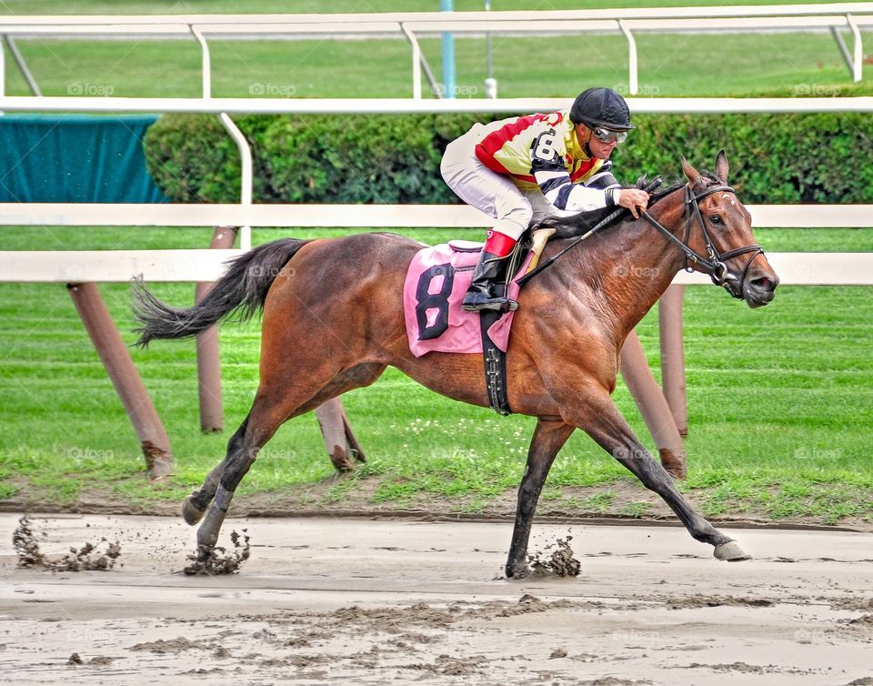 Junoon. Winning in the mud at Saratoga with the huge filly Junoon with jockey Javier Castellano. 