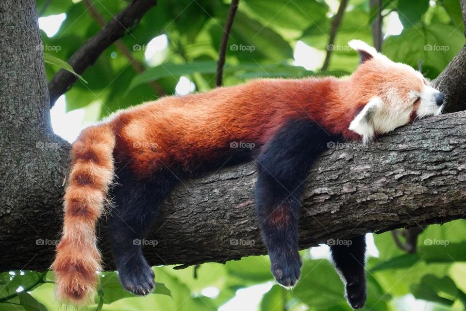 Red Panda Hanging Out
