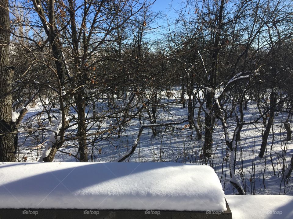 Winter in the forest