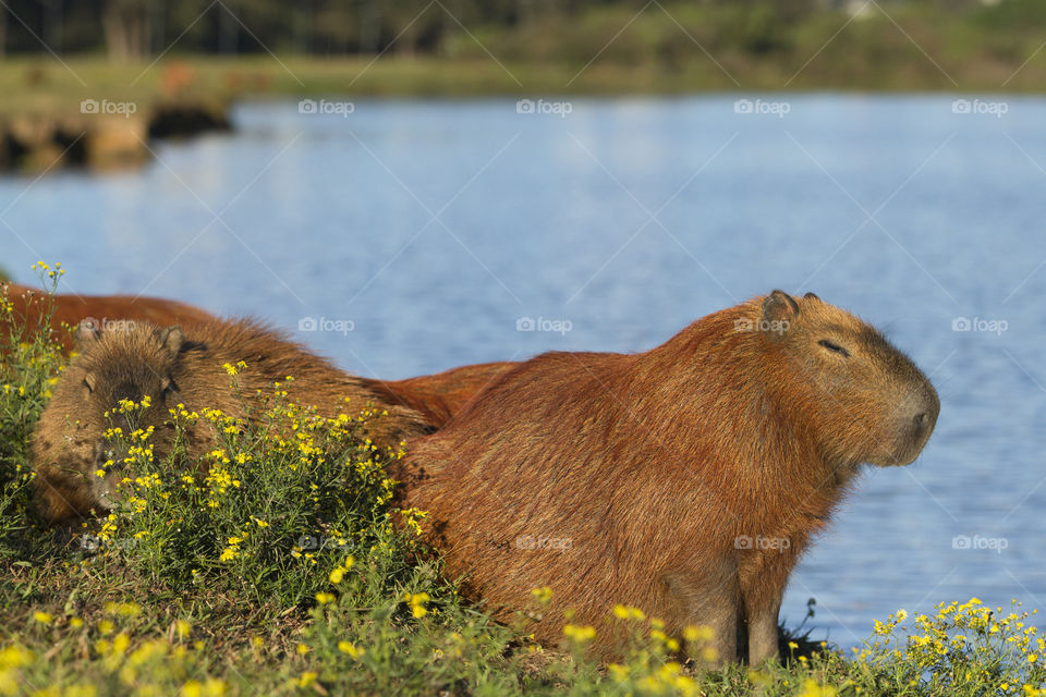 Capybara.