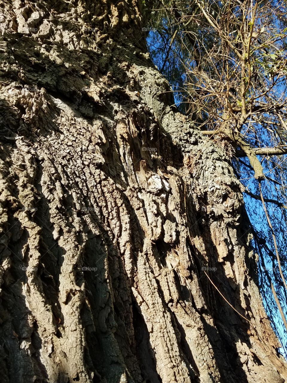 bark of a mighty willow