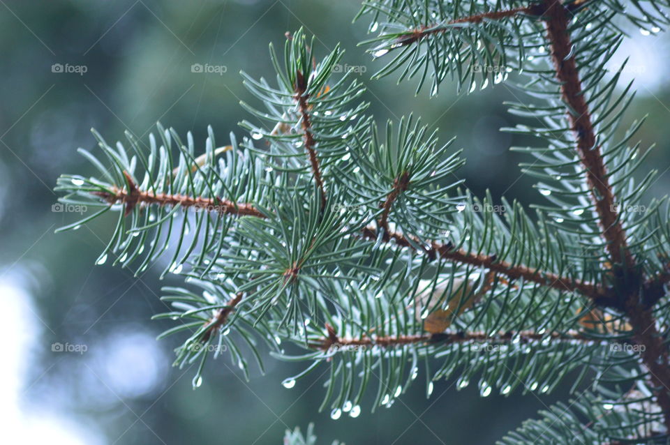 Close-up of pine tree