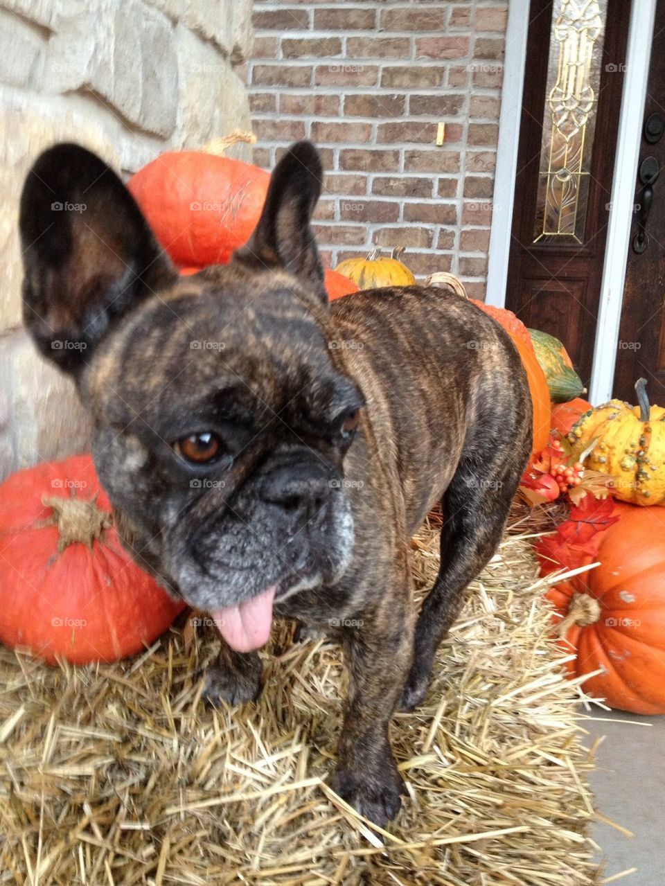 The Frenchie and The Fall