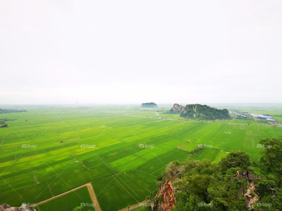 Landscape of paddy field 