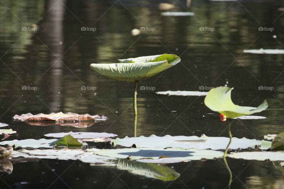 Pond. Lotus leaf