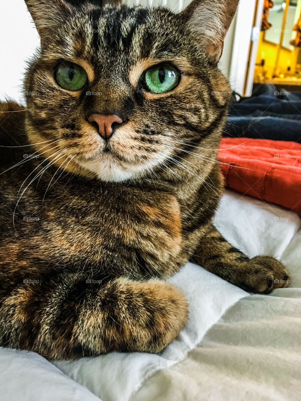 My Green Eyed Cat, Gypsy. 
