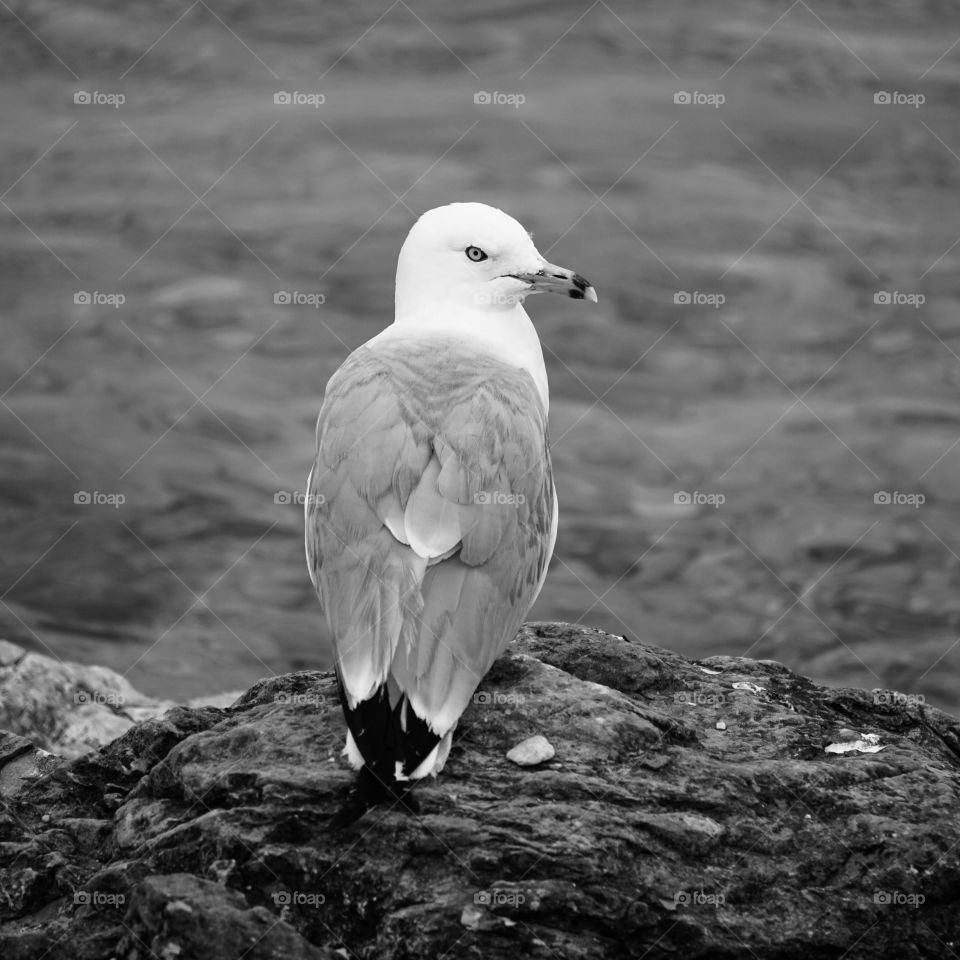 A stately seagull guards his domain. 