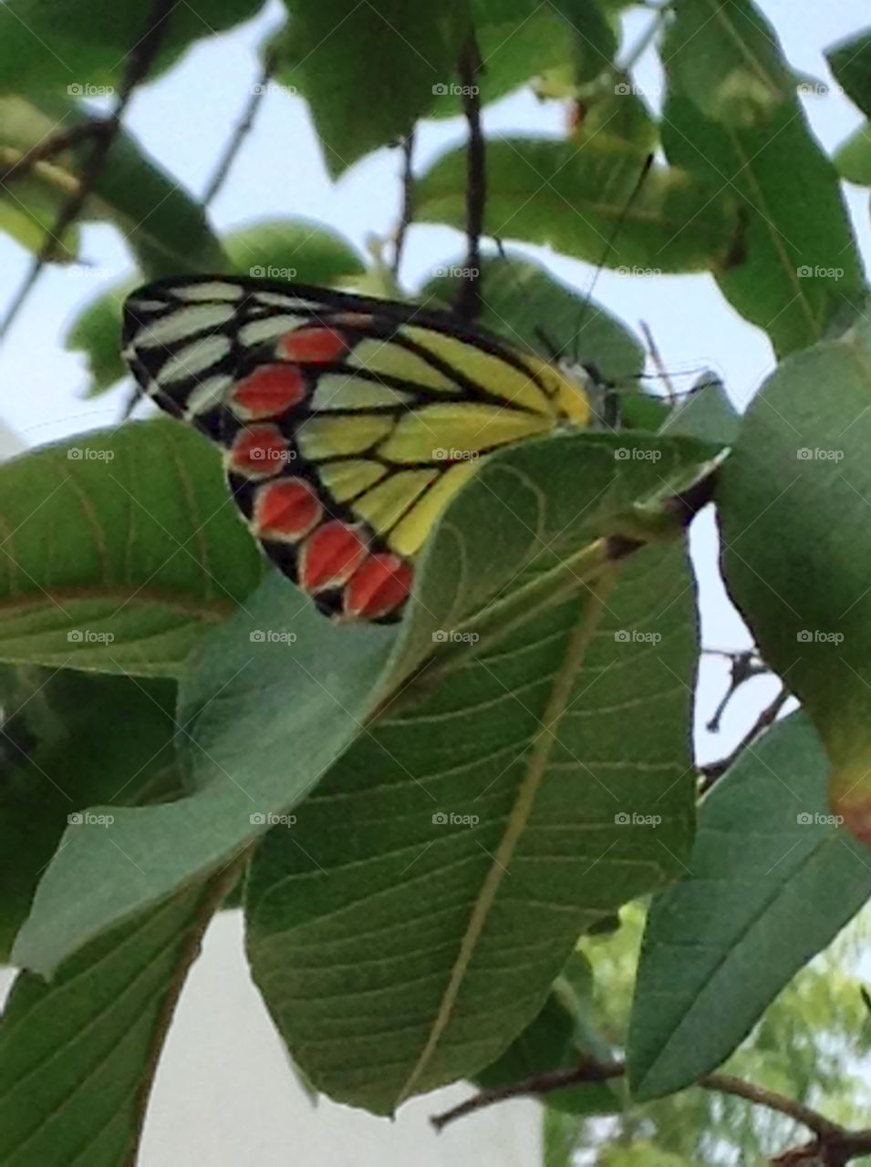 Butterfly on tree