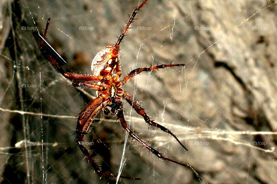 A spider in its web - macro