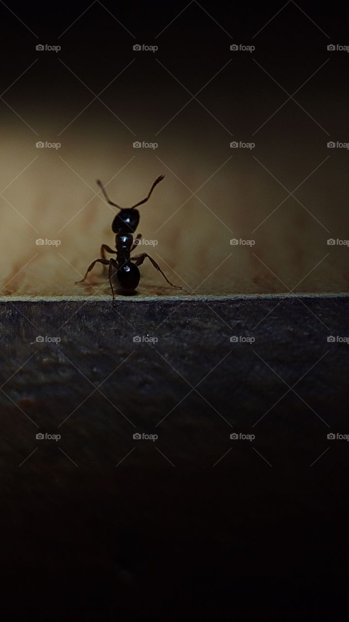 its the ant not the lion what the elephant fears 🐜📸