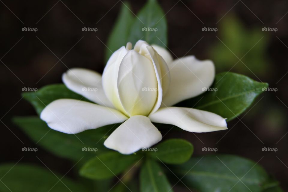 white flower in bloom.