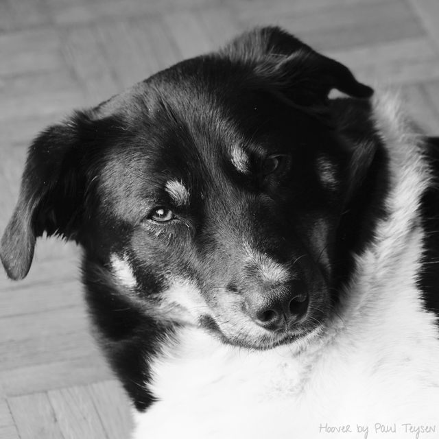 My dog and friend for life