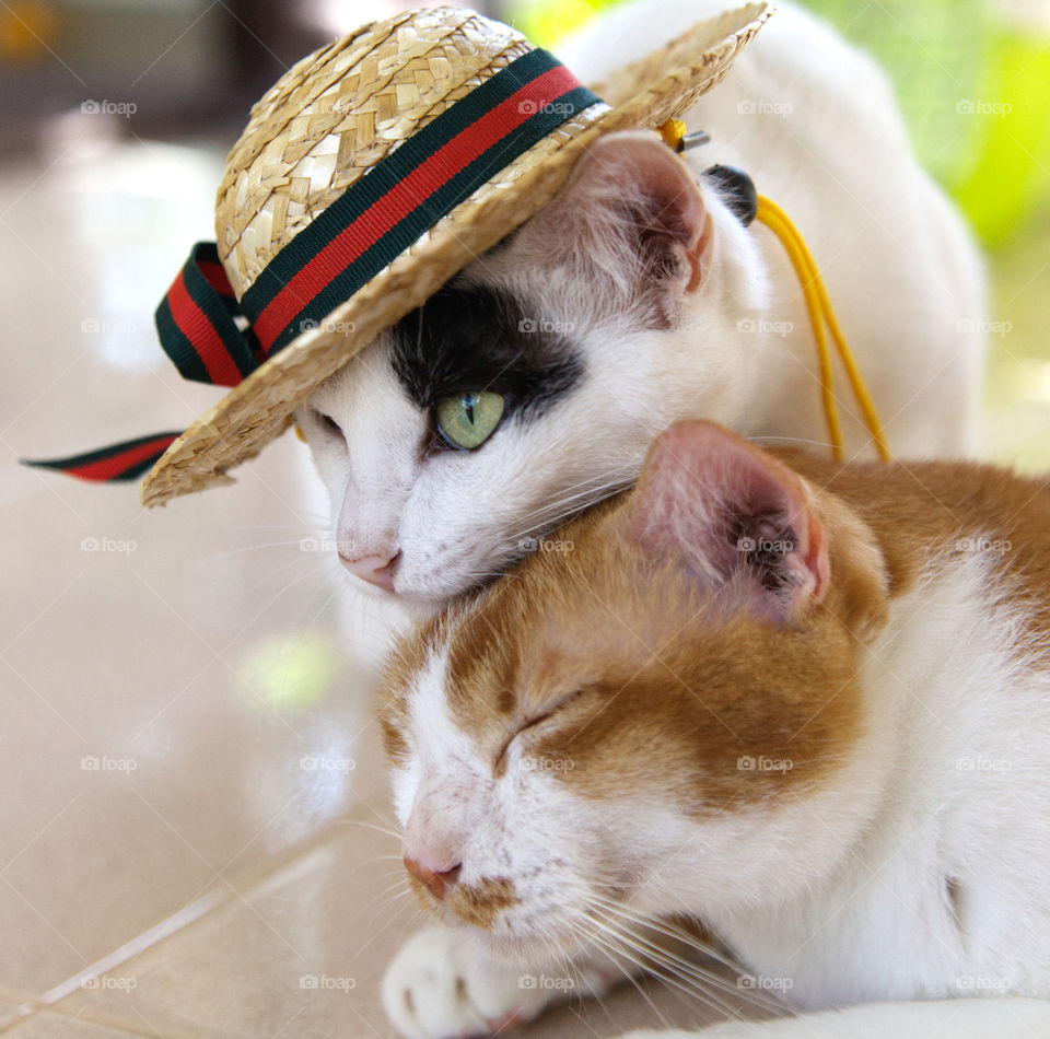 Cat in hat 