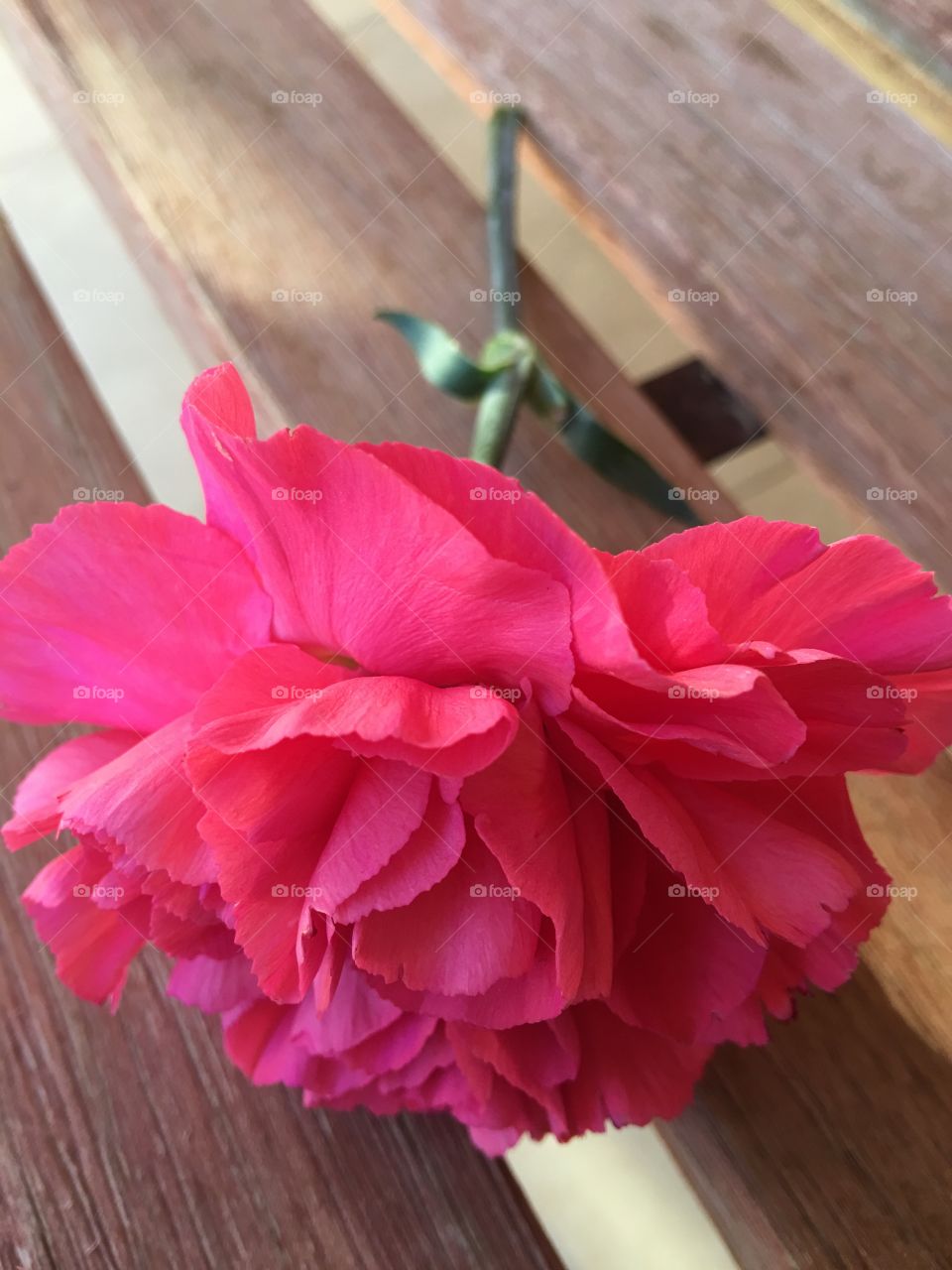 Fushia Carnation Flower.