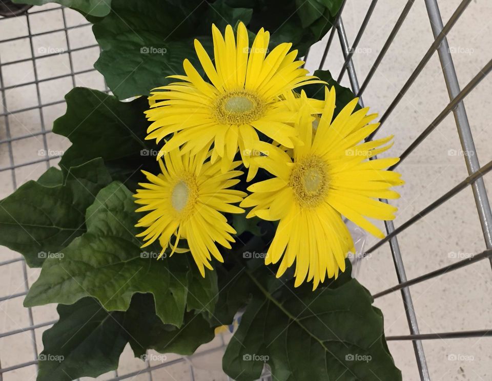 Gérberas amarelas, as flores amarelas representam alegria,  beleza, elegância, felicidade, prosperidade  e calor. As Gérberas simbolizam novos começos. Uma metáfora eterna para o amanhecer, para o otimismo e para a energia...