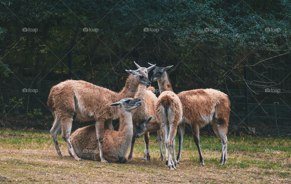 Prag zoo