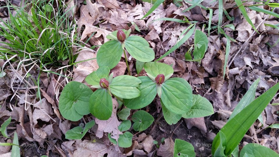 three woodland flowers